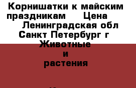 Корнишатки к майским праздникам:) › Цена ­ 4 000 - Ленинградская обл., Санкт-Петербург г. Животные и растения » Кошки   . Ленинградская обл.,Санкт-Петербург г.